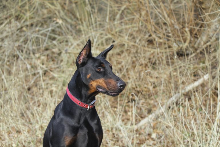 doberman-1177951_1920