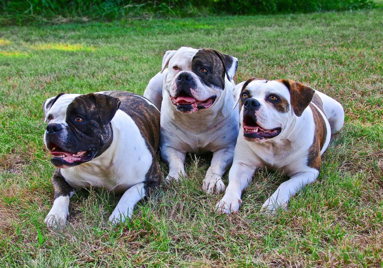 Herido grave un conductor de FedEx en el ataque de un bulldog en Kampsville