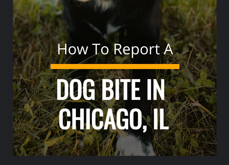 How To Report A Dog Bite in Chicago Mobile Guide