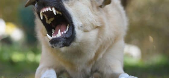 Illinois dog bite lawyer