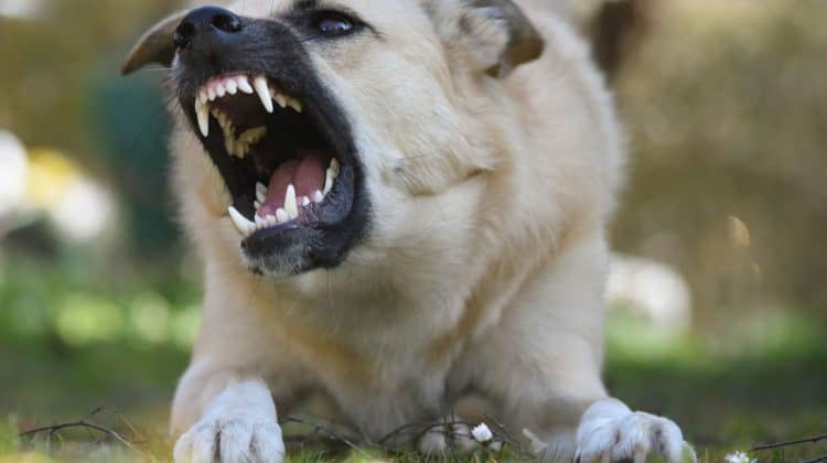 Illinois dog bite lawyer