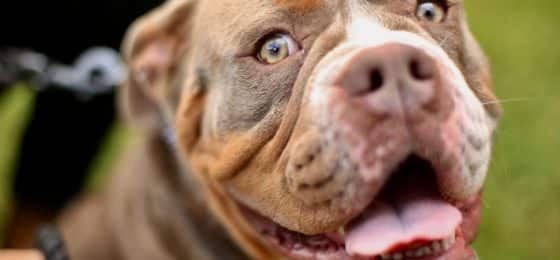pit bull dog bite lawyer