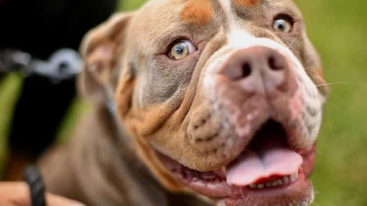 pit bull dog bite lawyer