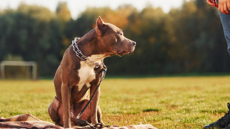 More recently, people looking for a service animal have started to select pit bulls. However, based on the evidence, pit bulls are generally considered a poor choice for a service animal.