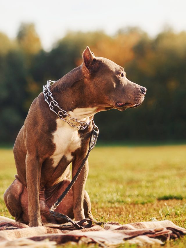 Why Pit Bulls Don’t Make Good Service Animals