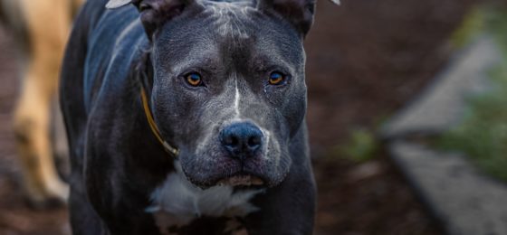 In a heart-wrenching incident on Long Island, a 70-year-old woman tragically lost her life after being attacked by her family's pit bull. The incident serves as a stark reminder of the potential dangers associated with dog ownership and highlights the importance of seeking justice for victims in Chicago dog bite cases.