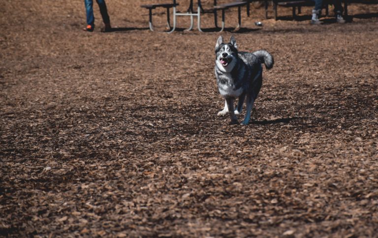 Cómo enfrentarse con seguridad al dueño de un perro sin correa en Chicago