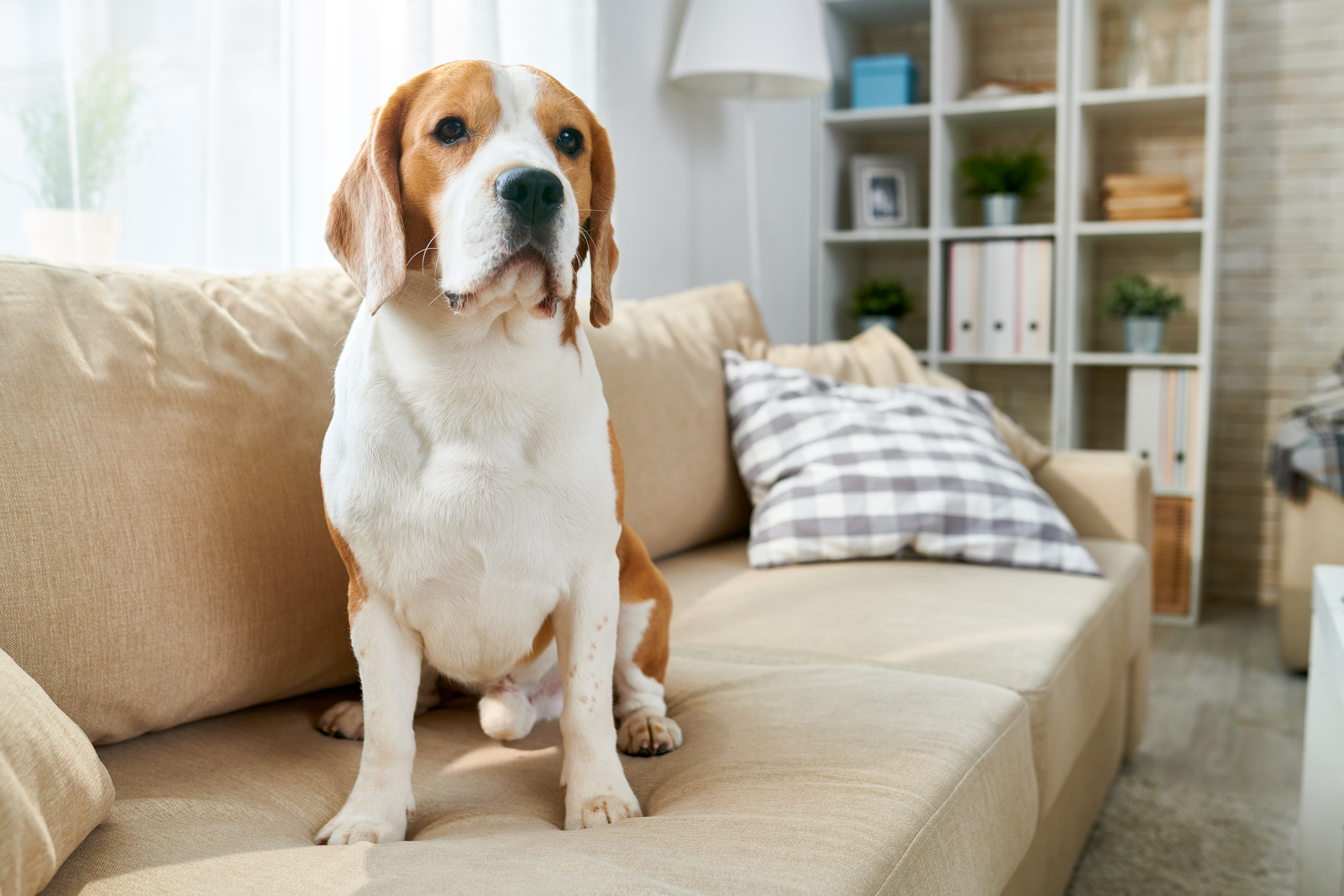 Here are some key points to consider before you agree to pet sit.