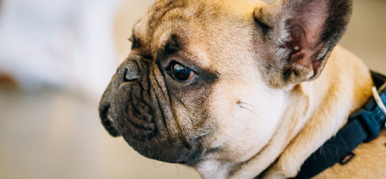 While a list of the country’s top dogs seems like harmless news for animal lovers, it is crucial to delve deeper into the implications of the popularity of these breeds, especially in urban settings like Chicago. The city is known to have a dog bite problem. Although any dog can bite, certain dog breeds are known to be more likely to cause harm.