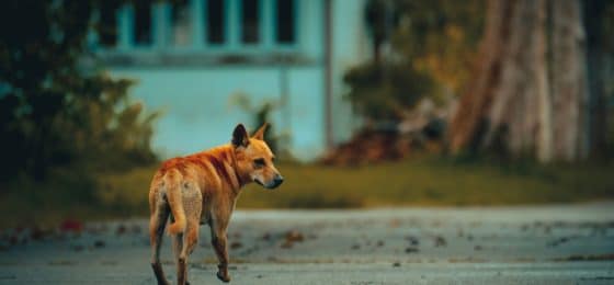 In an urban environment like Chicago, where strays might have faced harsh living conditions, the dog’s behavior could be defensive or aggressive.
