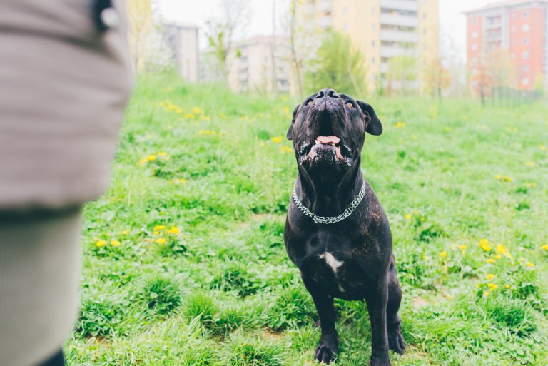 Una preocupación creciente para los residentes de Chicago es el notable aumento de incidentes relacionados con perros, en particular mordeduras, en los parques de la ciudad.