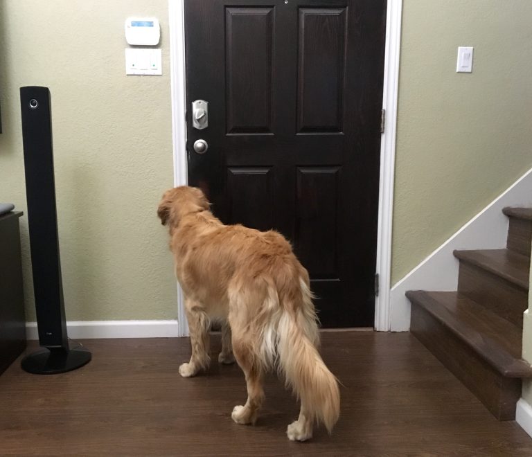 Millions of Americans visit the homes of friends and family every year for gatherings, celebrations, and casual hangouts. While these visits are enjoyable, they sometimes result in unexpected injuries, including dog bites.