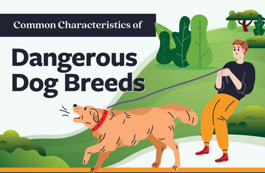 Por qué los pit bulls no son buenos animales de servicio Common Characteristics of Dangerous Dog Breeds Infographic Thumbnail