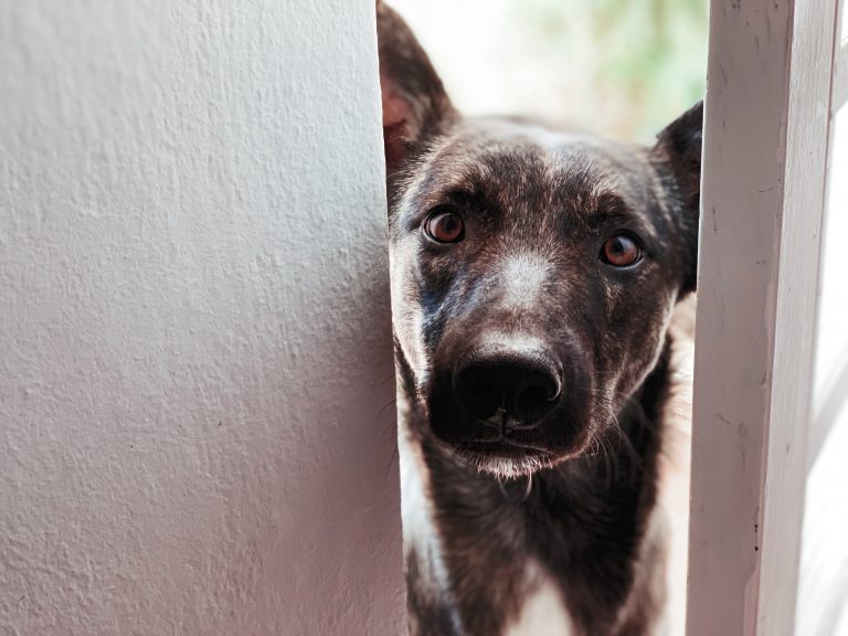 When Home Visits Turn Dangerous Dog Bites Delivery Drivers and Your Rights in Chicago