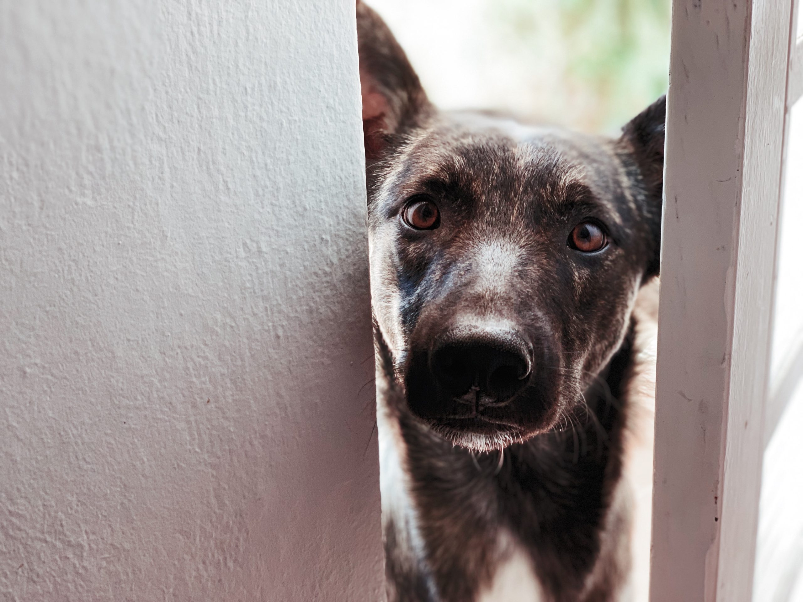 If you were bitten or attacked by a dog this holiday season, you are not alone – and you are not overreacting by being worried, in pain, or confused about what to do next. The data show that dog bites are a serious and growing problem in Illinois, especially in Chicago.
