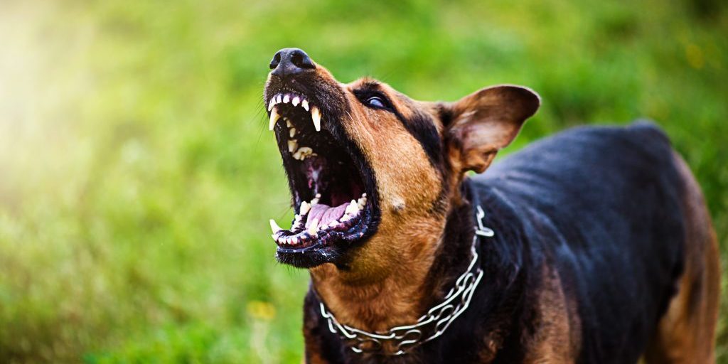 Determinar en qué lugar de la escala se sitúa una mordedura de perro también puede ser útil para los abogados de lesiones personales Illinois y para las víctimas de mordeduras de perro que pretendan recuperar la indemnización que merecen por facturas médicas y otros gastos relacionados.