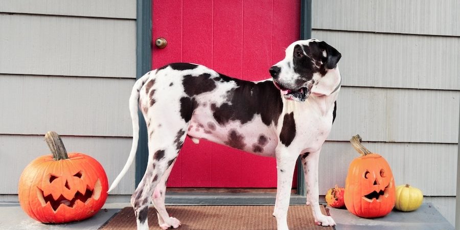 A dog in front of an Illinois house on Halloween.