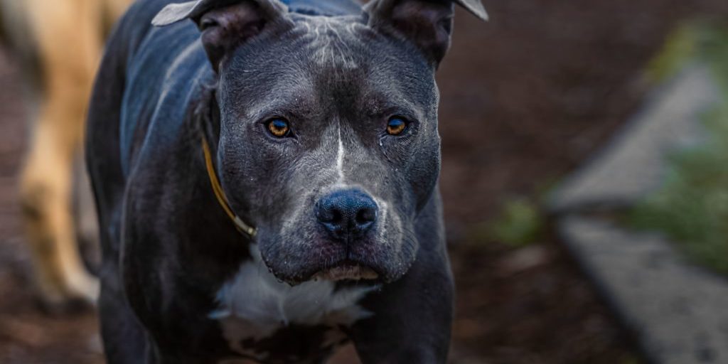 Un perro mata a su dueño en un ataque feroz