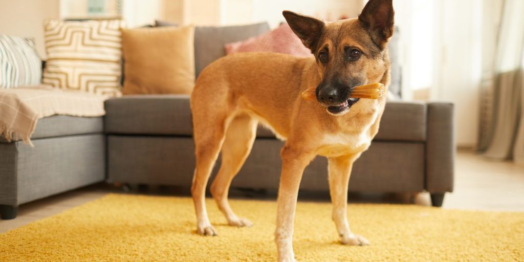 Whether dog bites happen at home, at a local park, or on the sidewalk, they can cause serious harm and lead to costly legal claims. That’s why having adequate home insurance is more than just a checkbox.