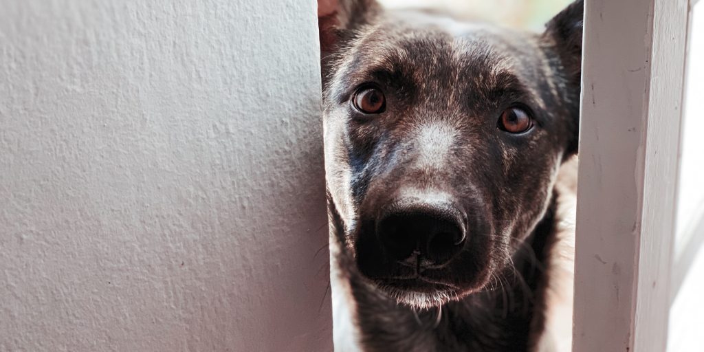 If you were bitten or attacked by a dog this holiday season, you are not alone – and you are not overreacting by being worried, in pain, or confused about what to do next. The data show that dog bites are a serious and growing problem in Illinois, especially in Chicago.