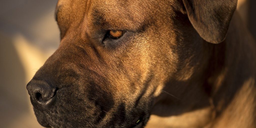 Woman injured, dog killed in mastiff attack at pet store