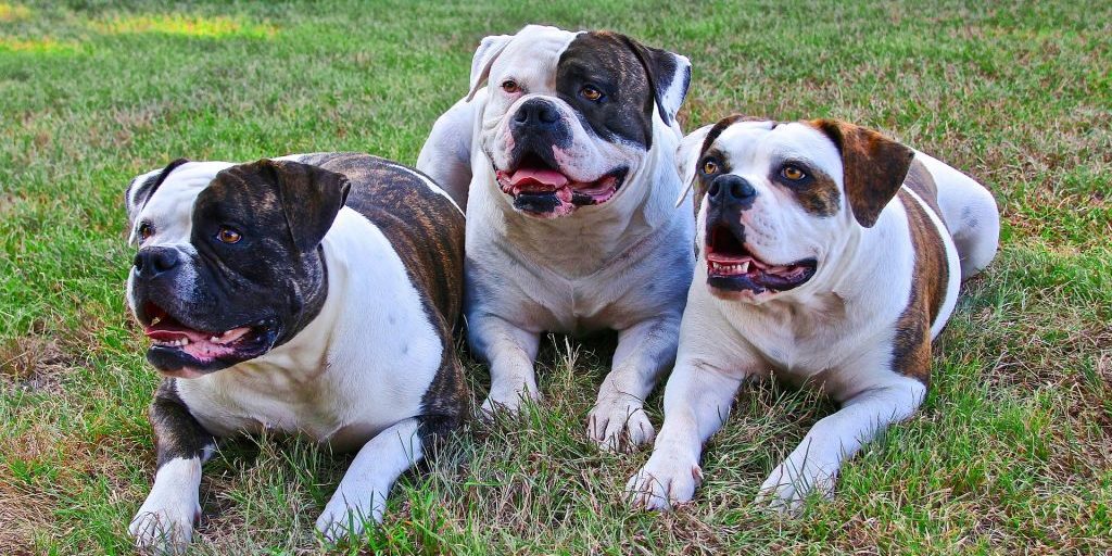 FedEx driver seriously injured in Kampsville bulldog attack