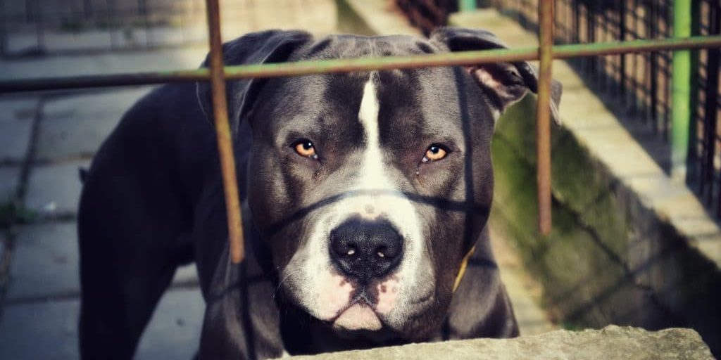 La mordedura mortal de un perro se salda con cargos penales