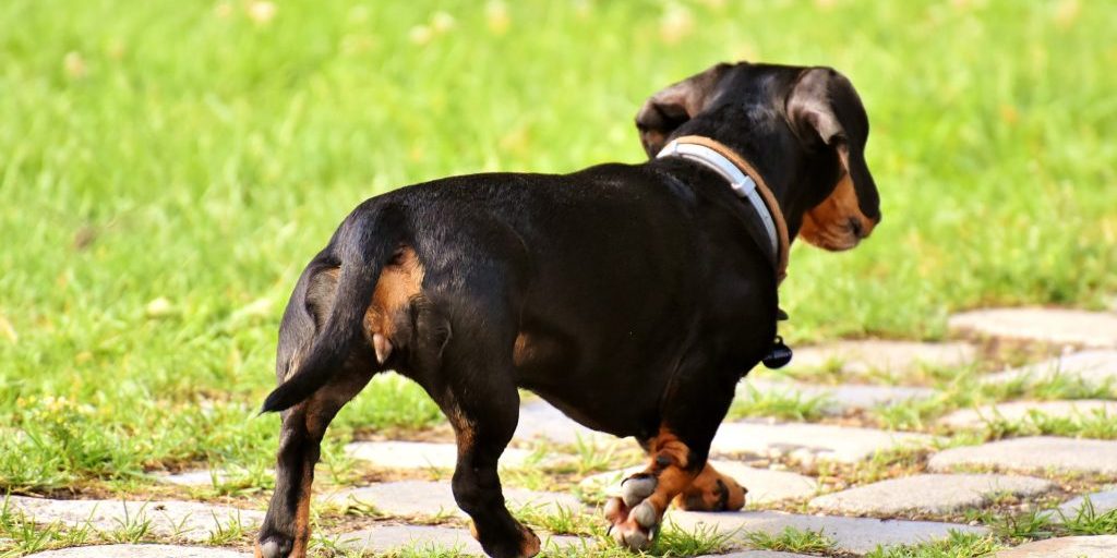 El dueño de un perro sin correa se marcha tras atacar al perro salchicha de una mujer