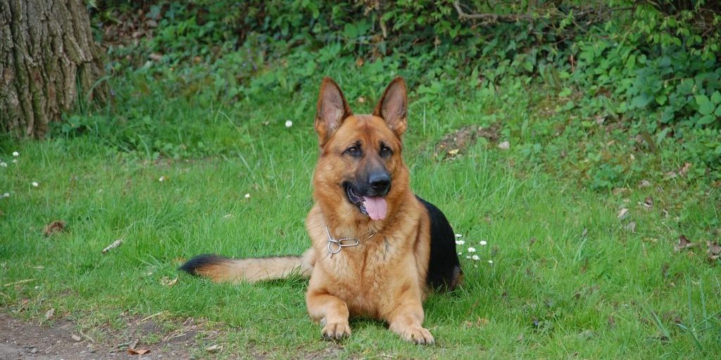 Joliet la policía cita al dueño de un perro después de que un pastor alemán atacara a un hombre