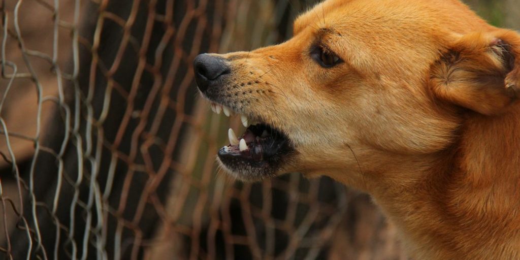 Owner shoots dogs after they attack teen girl on South Side
