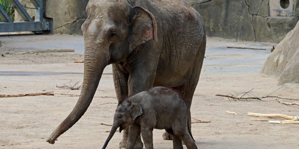 Elderly ‘disoriented’ woman crashes car inside Brookfield Zoo