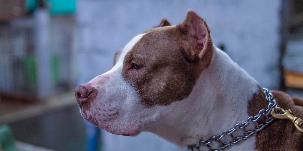 Una mujer muere atropellada por un perro mientras cuidaba la casa de una amiga