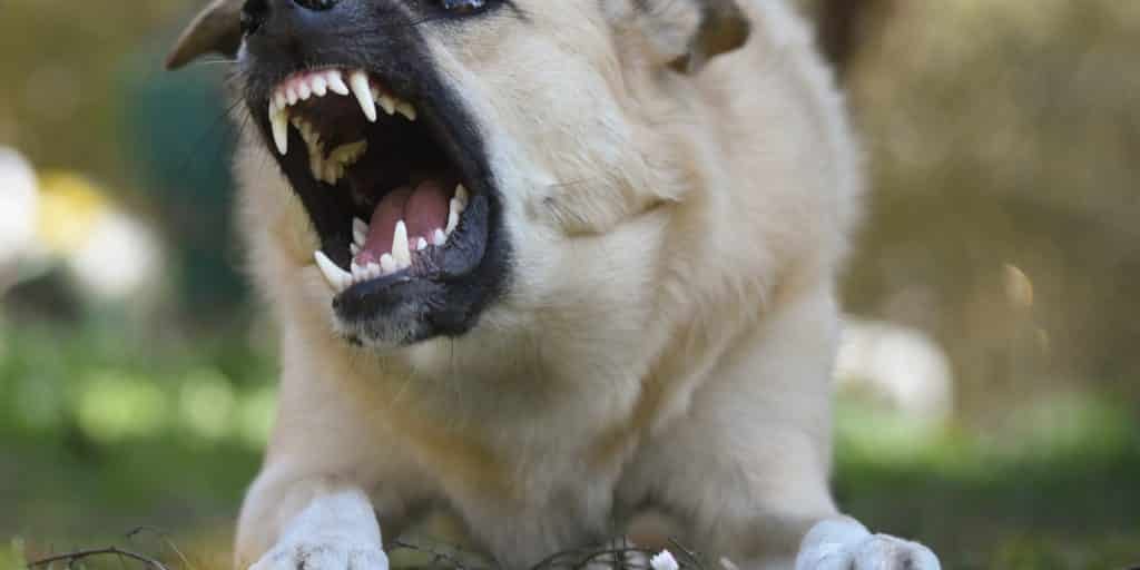 5 steps to take after a dog bite in Illinois