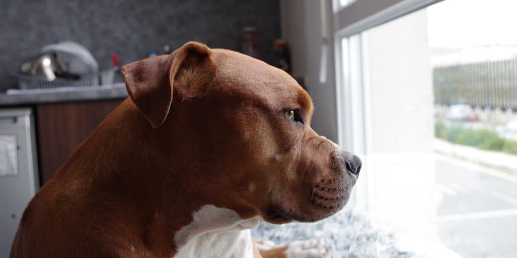 ¿Cuándo es responsable el propietario de una vivienda de una mordedura de perro?