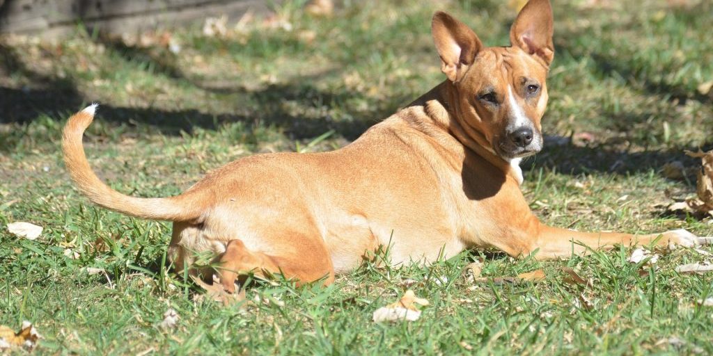 Four-year-old child suffers facial injuries in dog attack