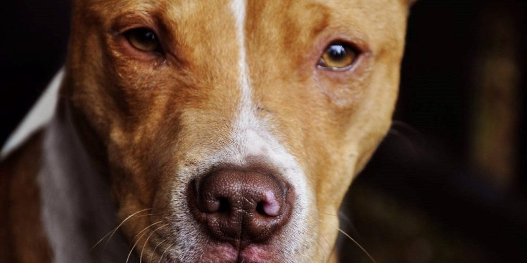 pit-bull-1234515_1920